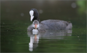 <p>LYSKA ČERNÁ (Fulica atra) /Eurasian coot - Blässhunh/</p>